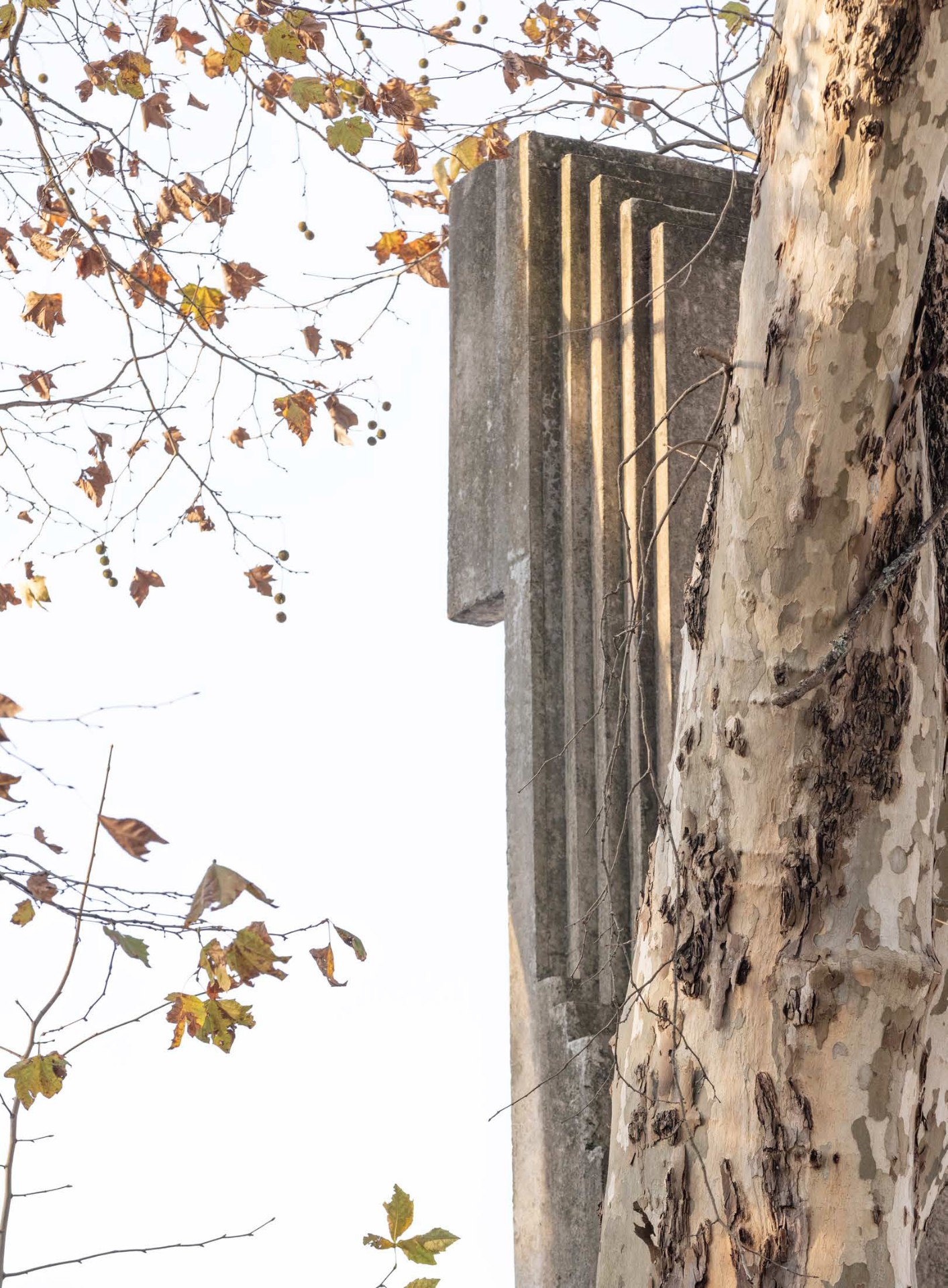 Fluted concrete column set against a plane tree in autumn